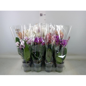 Phalaenopsis   ...mix