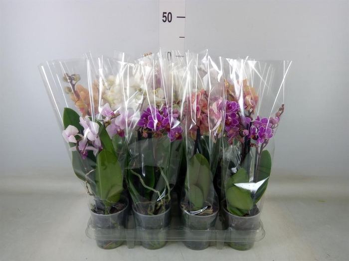 <h4>Phalaenopsis   ...mix</h4>