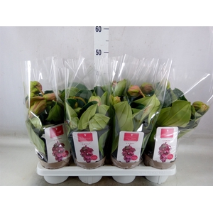 Medinilla  'Candy'