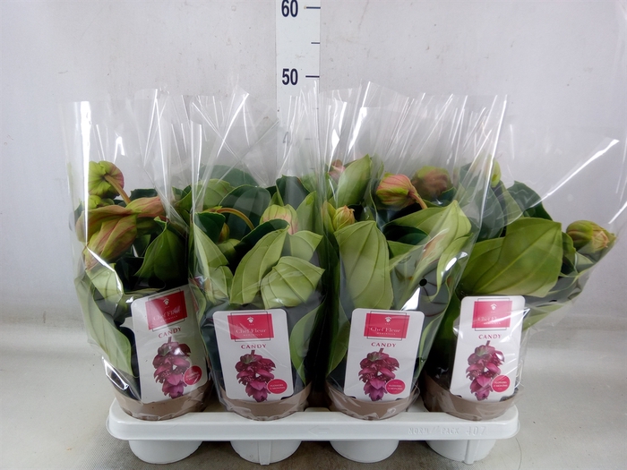 <h4>Medinilla  'Candy'</h4>