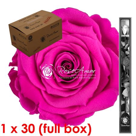 60cm Stem Pin07 Bulk