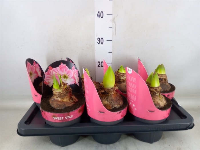 <h4>Hippeastrum GA 'Sweet Star'</h4>