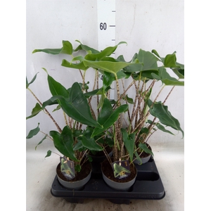 Alocasia cuprea 'Red Secret'