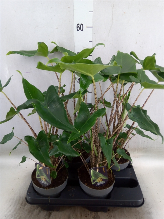 <h4>Alocasia cuprea 'Red Secret'</h4>