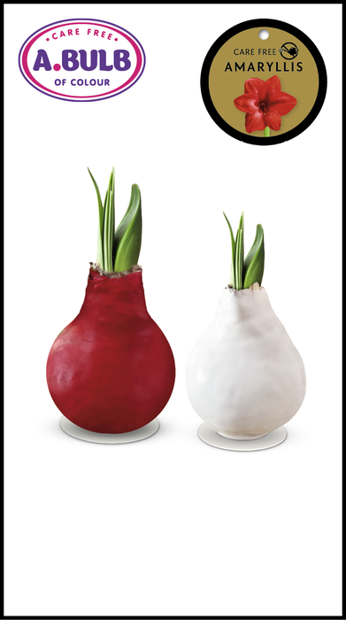<h4>A.BULB of Colour - 28cm Red-White Waxed Mix</h4>