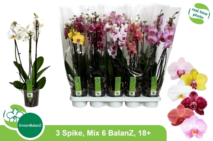 <h4>PHAL GEM 6 KL</h4>