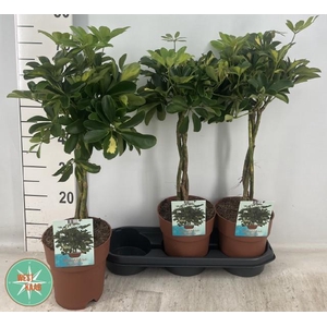 SCHEF AR GOLD CAPELL