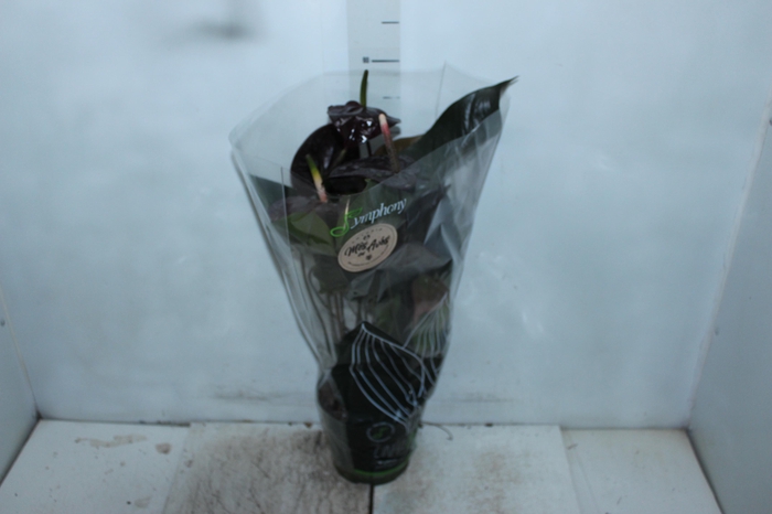 <h4>ANTHURIUM GIANT CHOCOLATE P17</h4>