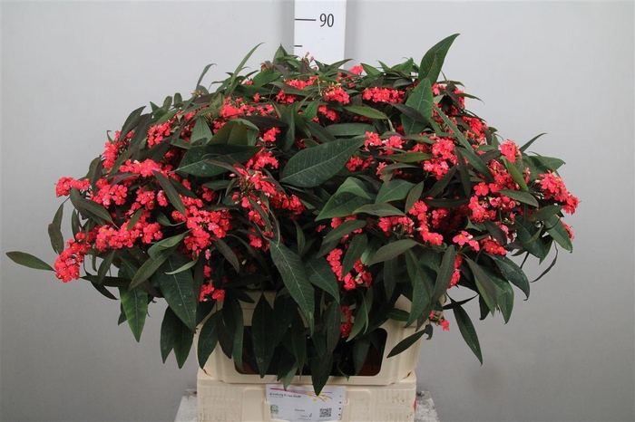 <h4>Euph F T Marielle</h4>