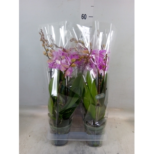 Phalaenopsis   ...