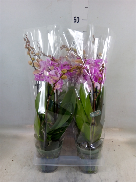 <h4>Phalaenopsis   ...</h4>