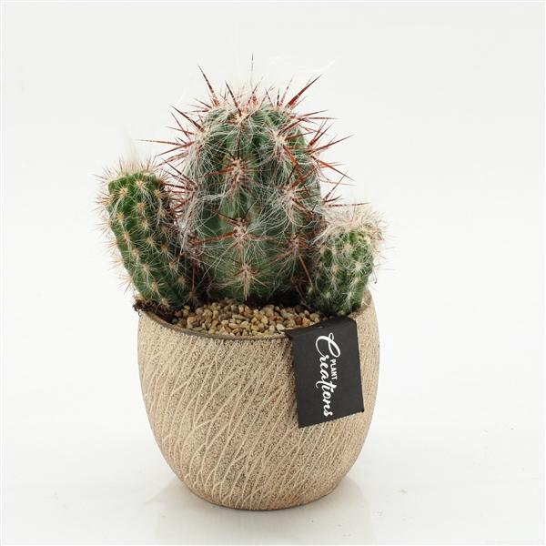 <h4>Arrangementen Cactus 6%</h4>