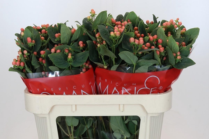 <h4>Hypericum Mellow Romance Spray</h4>