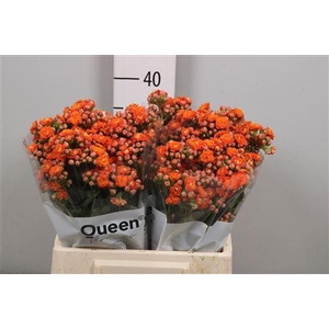 Kal Bri Orang Meadow