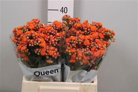 <h4>Kal Bri Orang Meadow</h4>