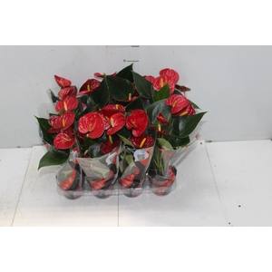 ANTHURIUM RED SUCCESS P09