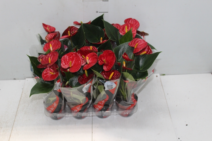 <h4>ANTHURIUM RED SUCCESS P09</h4>