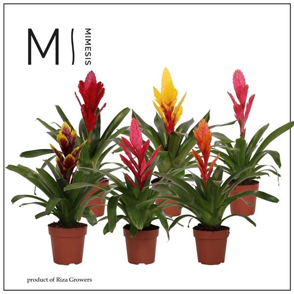 <h4>Mimesis Vriesea Classic - 12 cm</h4>