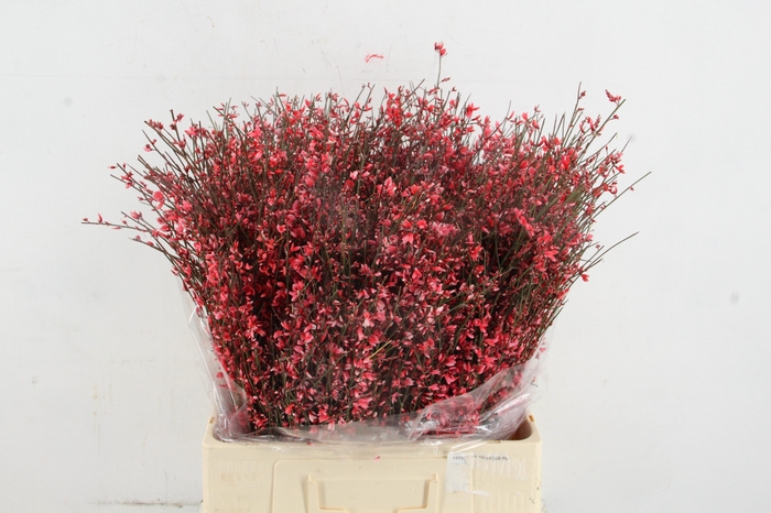 <h4>GINSTER RED 400GR</h4>