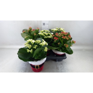 Kalanchoe blos. 'RosDon Collection'
