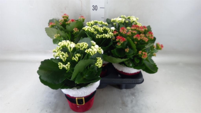 <h4>Kalanchoe blos. 'RosDon Collection'</h4>