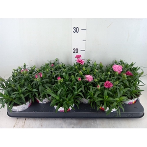 Dianthus  'Oscar Purple Wings'