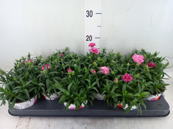 <h4>Dianthus  'Oscar Purple Wings'</h4>