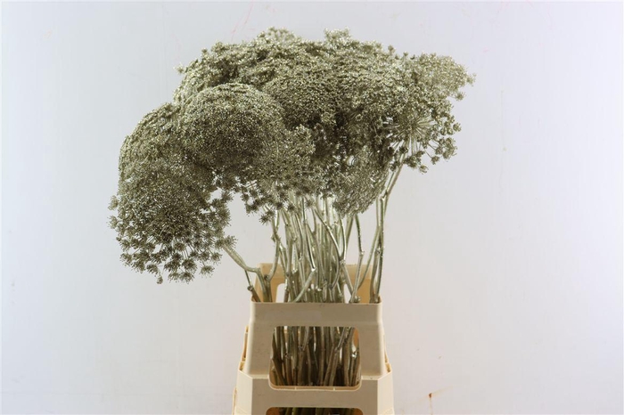 <h4>Ammi Majus Klbh Platina P Stem</h4>