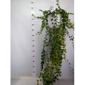 Hedera helix 'Wonder'