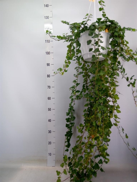 <h4>Hedera helix 'Wonder'</h4>