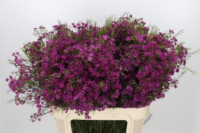 <h4>Chamelaucium Purple Rain</h4>