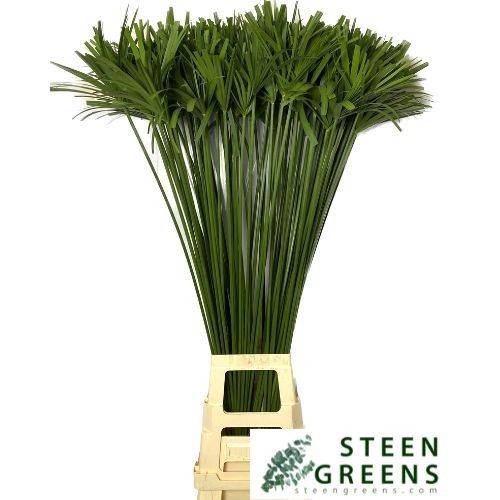 <h4>CYPERUS PAPYRUS</h4>