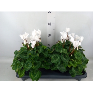 Cyclamen GR 'XL'
