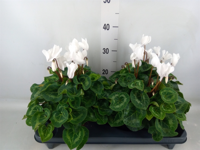 <h4>Cyclamen GR 'XL'</h4>