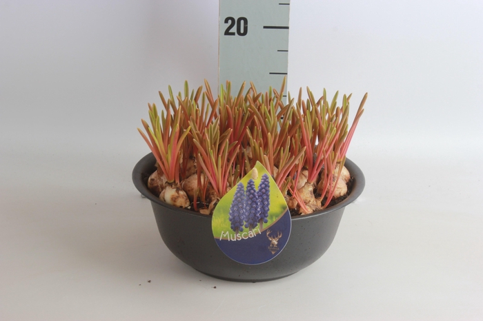 <h4>ARR MUSCARI</h4>