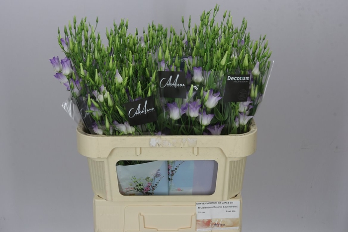 <h4>Eust En Botanic Lilac Squas</h4>