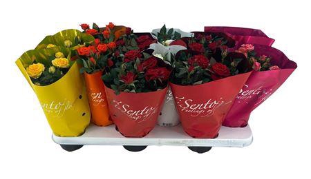 <h4>Ro Kordana Gem</h4>