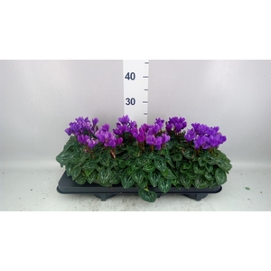 Cyclamen KL 'Dragon'