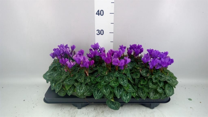 <h4>Cyclamen KL 'Dragon'</h4>
