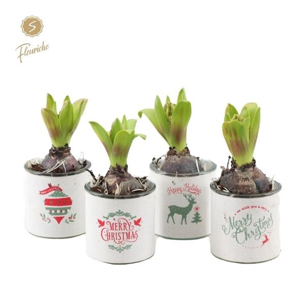 <h4>(1310) Hyacint Christmas Wishes 1PP Mos</h4>