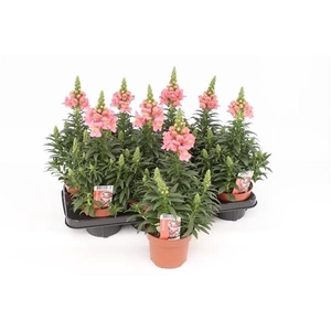 Antirrhinum Florini Diana Pink