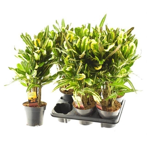 Codiaeum variegatum Mammi 14Ø 50cm 1pp