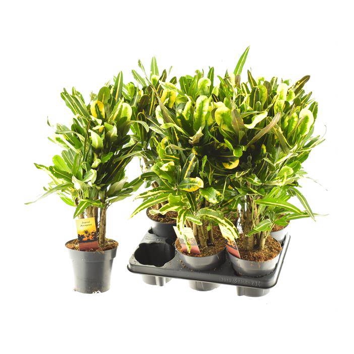 <h4>Codiaeum variegatum Mammi 14Ø 50cm 1pp</h4>