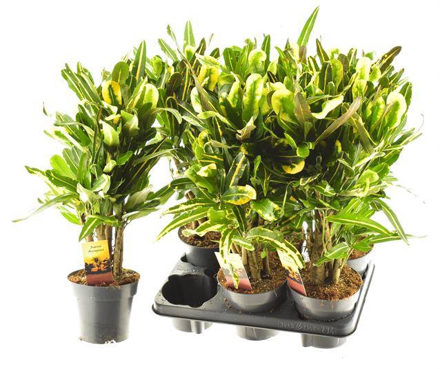 Codiaeum variegatum Mammi 14Ø 50cm 1pp