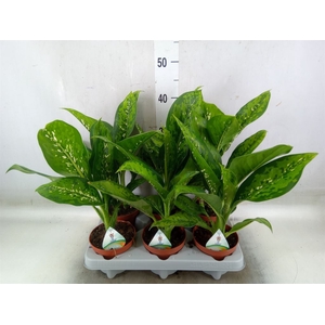 Dieffenbachia