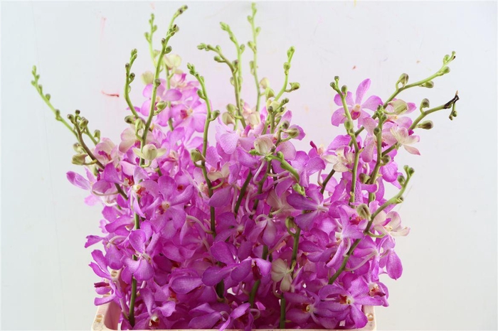 <h4>Dendro Jinda Sweet</h4>