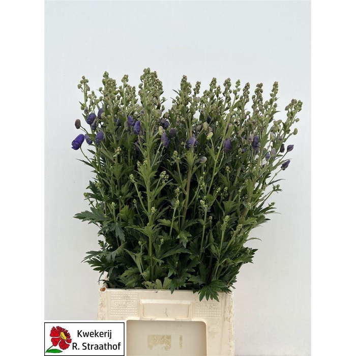 <h4>Aconitum Car Arendsii</h4>
