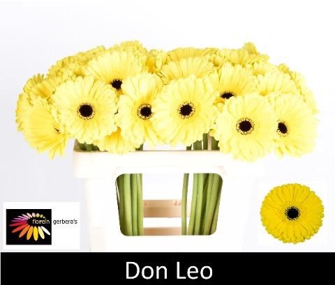 <h4>GE GR DON LEO</h4>
