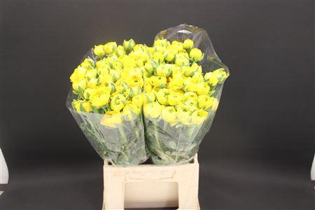 <h4>Ran Extra Yellow</h4>