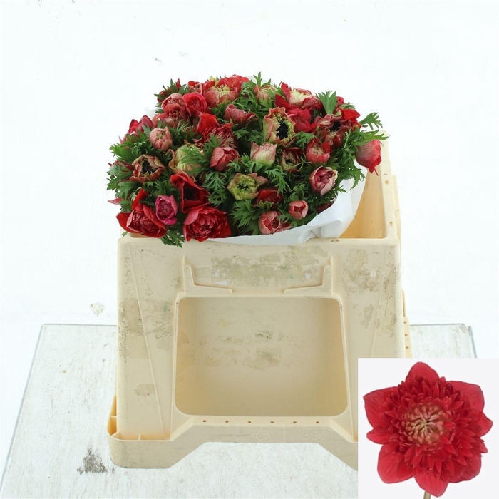 <h4>ANEM CO LEVAN ROSSO</h4>